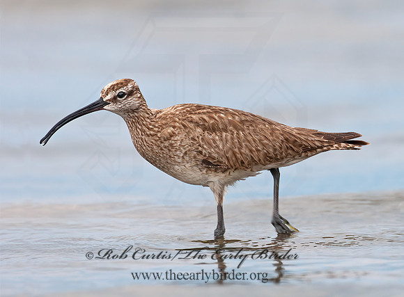 Numenius hudonicus  HUDSONIAN WHIMBREL 3008890z