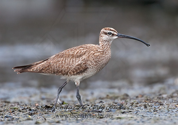 Numenius hudonicus  HUDSONIAN WHIMBREL 3008885z