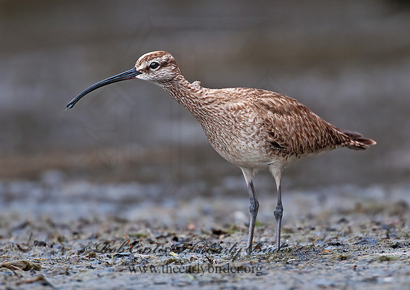 Numenius hudonicus  HUDSONIAN WHIMBREL 3008886z