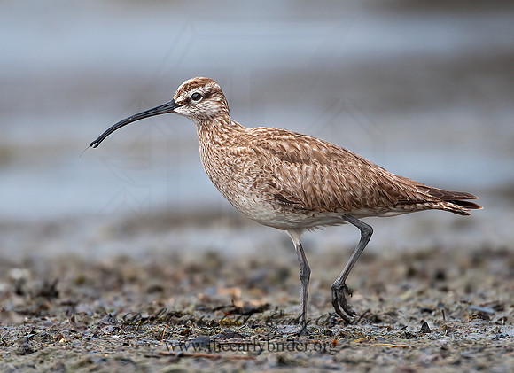 Numenius hudonicus  HUDSONIAN WHIMBREL 3008887z