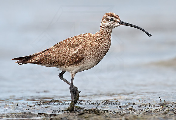 Numenius hudonicus  HUDSONIAN WHIMBREL 3008883z