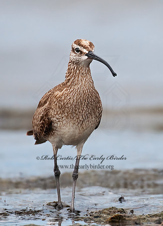 Numenius hudonicus  HUDSONIAN WHIMBREL 3008882z
