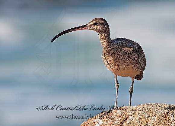 Numenius hudonicus  HUDSONIAN WHIMBREL 8020530z