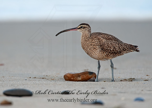Numenius hudonicus  HUDSONIAN WHIMBREL 8020300z