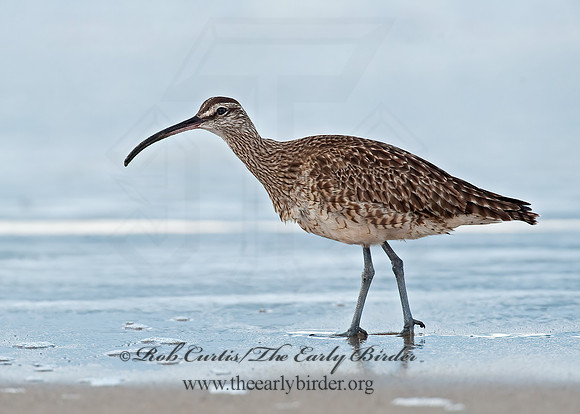 Numenius hudonicus  HUDSONIAN WHIMBREL 8020299z