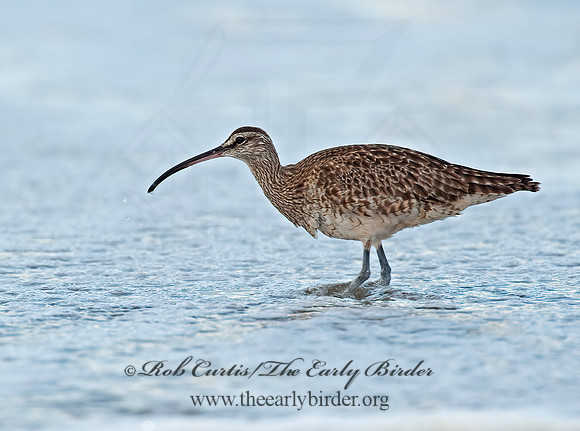 Numenius hudonicus  HUDSONIAN WHIMBREL 8020296z
