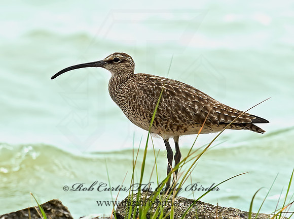 Numenius hudonicus  HUDSONIAN WHIMBREL 7002881z