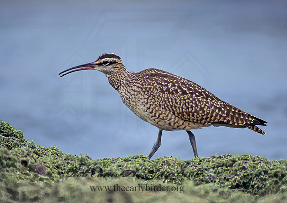Numenius hudonicus  HUDSONIAN WHIMBREL 136411z