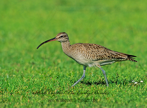 Numenius hudonicus  HUDSONIAN WHIMBREL 125631z