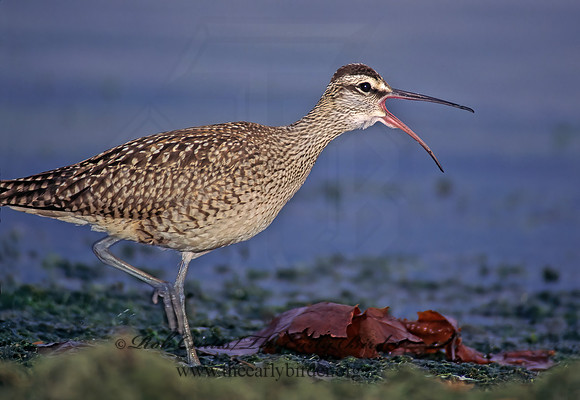 Numenius hudonicus  HUDSONIAN WHIMBREL 136328z