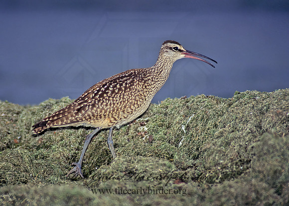 Numenius hudonicus  HUDSONIAN WHIMBREL 136404z