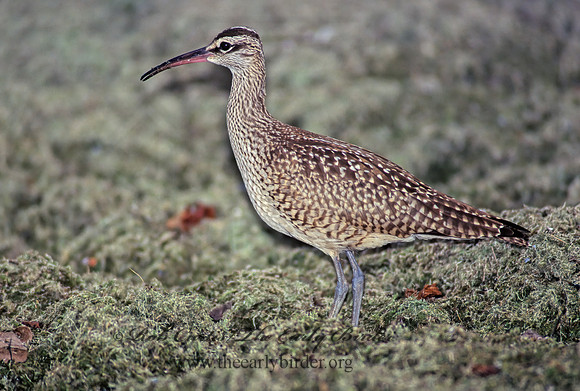 Numenius hudonicus  HUDSONIAN WHIMBREL 136403z