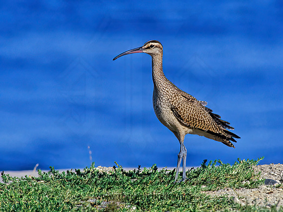 Numenius hudonicus  HUDSONIAN WHIMBREL 78835z