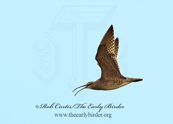 Numenius hudonicus  HUDSONIAN WHIMBREL 6023260z