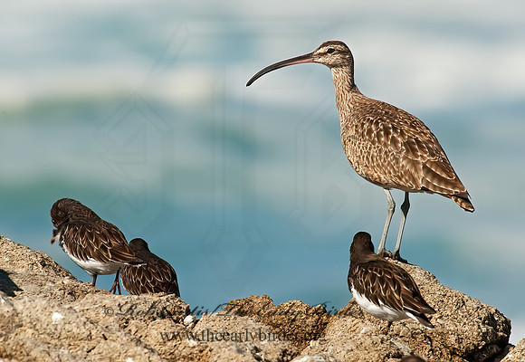 Numenius hudonicus  HUDSONIAN WHIMBREL 8020540z
