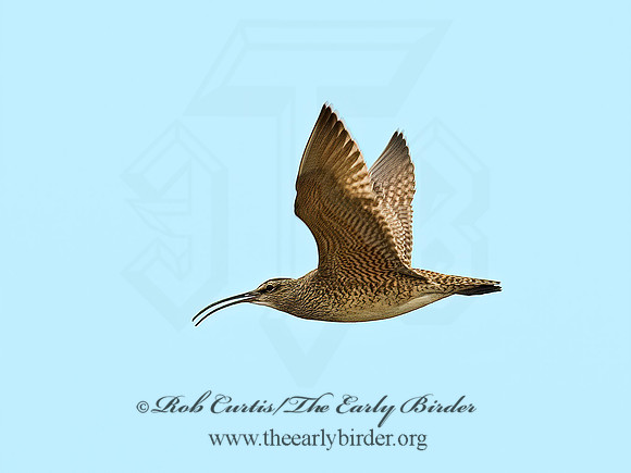 Numenius hudonicus  HUDSONIAN WHIMBREL 6023261z