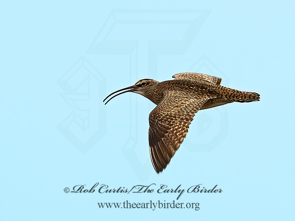 Numenius hudonicus  HUDSONIAN WHIMBREL 6023264z