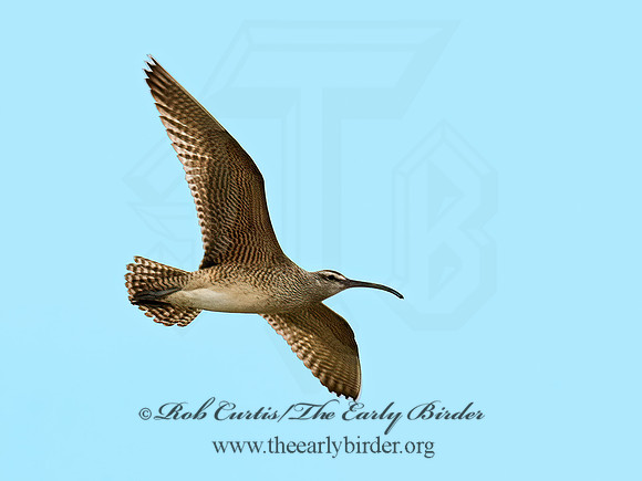Numenius hudonicus  HUDSONIAN WHIMBREL 6023299z