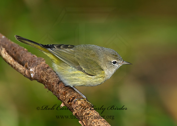 Leiothlypis celata  ORANGE-CROWNED WARBLER 8019217z