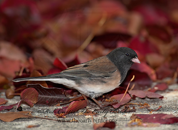Junco hyemalis   DARK-EYED JUNCO 8020743z