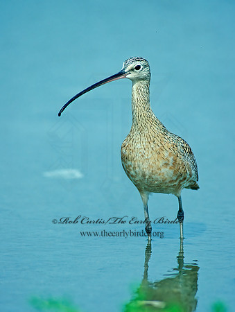 Numenius americanus  LONG-BILLED CURLEW 87810z