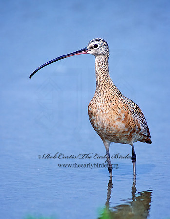 Numenius americanus  LONG-BILLED CURLEW 87811z