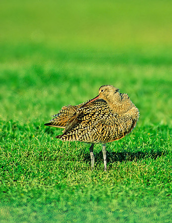 Numenius americanus  LONG-BILLED CURLEW 86834z