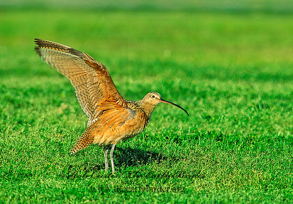 Numenius americanus  LONG-BILLED CURLEW 86825z