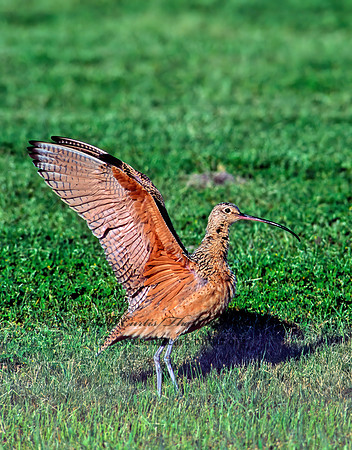 Numenius americanus  LONG-BILLED CURLEW 86818z
