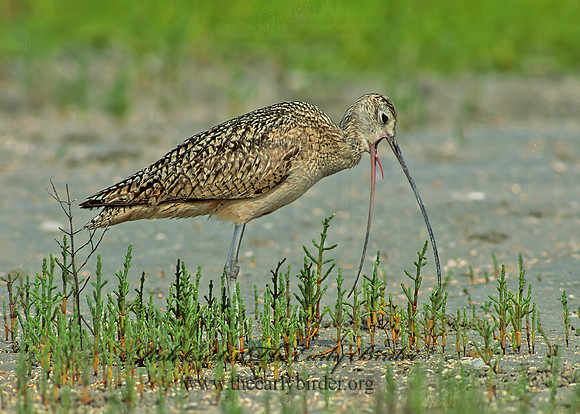 Numenius americanus  LONG-BILLED CURLEW 87737z