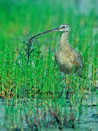 Numenius americanus  LONG-BILLED CURLEW 87804z