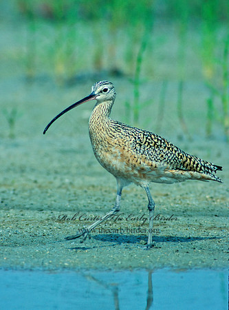 Numenius americanus  LONG-BILLED CURLEW 87807z