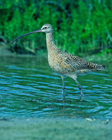 Numenius americanus  LONG-BILLED CURLEW 87818z