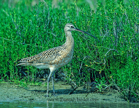 Numenius americanus  LONG-BILLED CURLEW 87816z