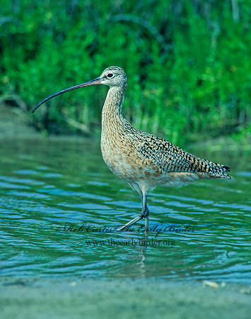Numenius americanus  LONG-BILLED CURLEW 87819z