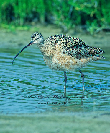 Numenius americanus  LONG-BILLED CURLEW 87822z