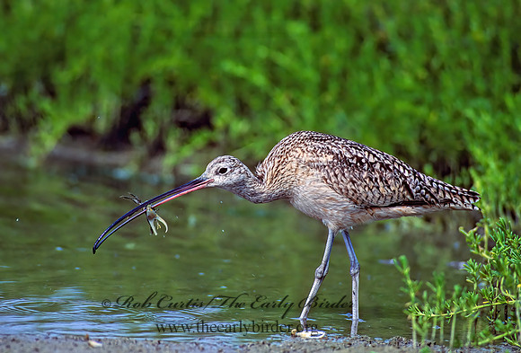 Numenius americanus  LONG-BILLED CURLEW 87835z