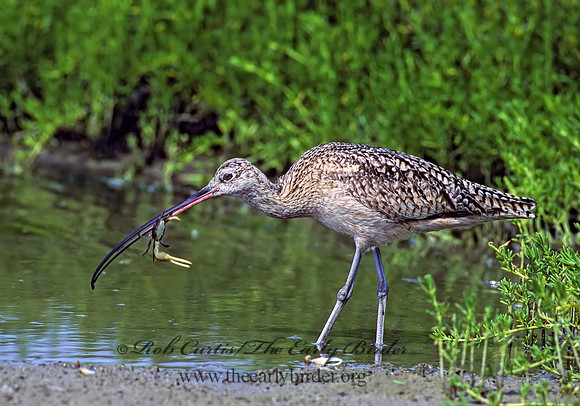Numenius americanus  LONG-BILLED CURLEW 87837z