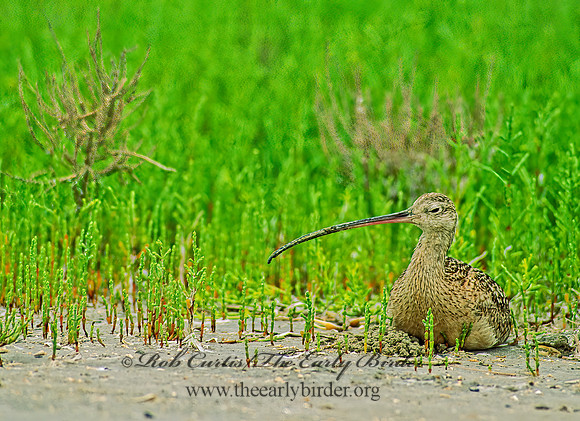 Numenius americanus  LONG-BILLED CURLEW 88024z