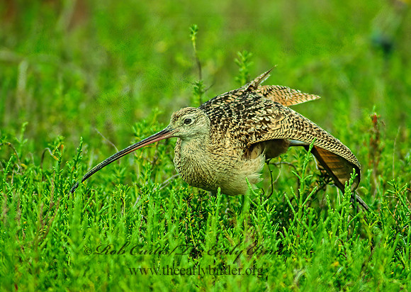 Numenius americanus  LONG-BILLED CURLEW 88014z