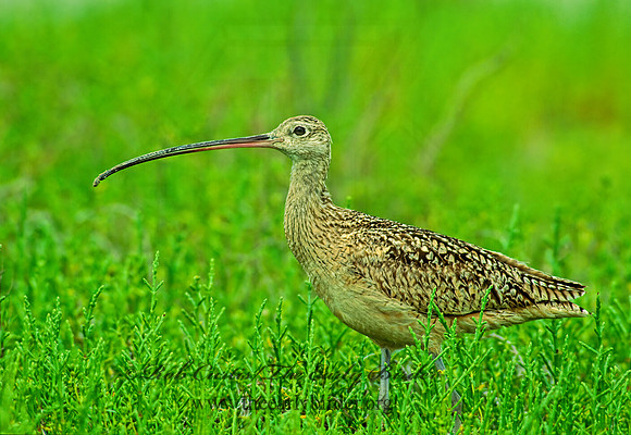 Numenius americanus  LONG-BILLED CURLEW 88005z