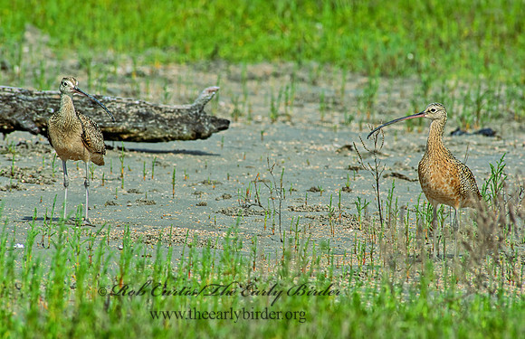 Numenius americanus  LONG-BILLED CURLEW 87715z