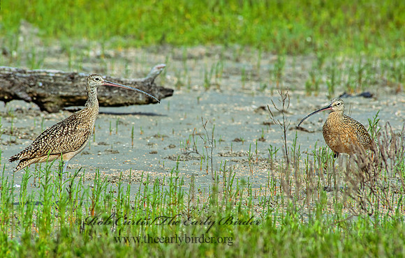 Numenius americanus  LONG-BILLED CURLEW 87725z