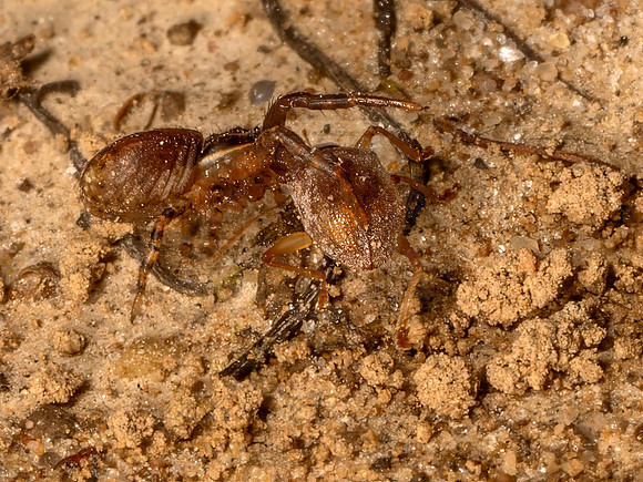 Xysticus GROUND CRAB SPIDER 9080890