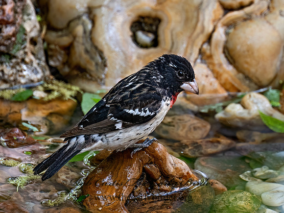 Pheucticus ludovicianus ROSE-BREASTED GROSBEAK 8038180z