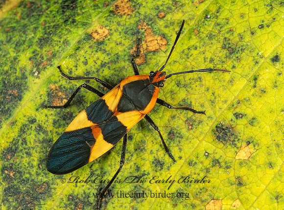 Oncopeltus fasciatus  LARGE MILKWEED BUG 213116z