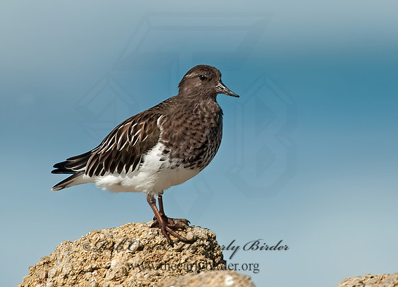 Arenaria melanocephala  BLACK TURNSTONE 8020549z