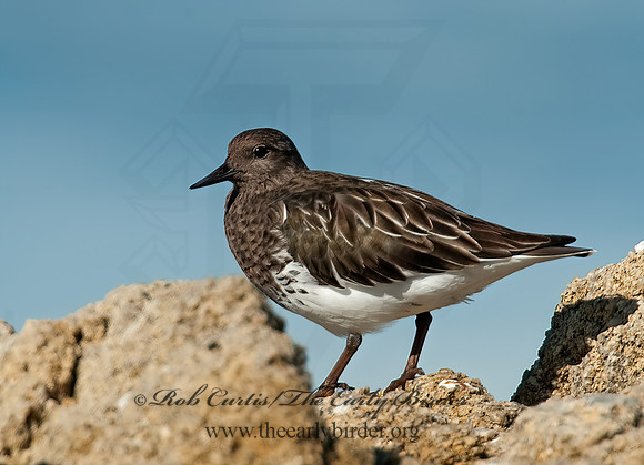 Arenaria melanocephala  BLACK TURNSTONE 8020547z