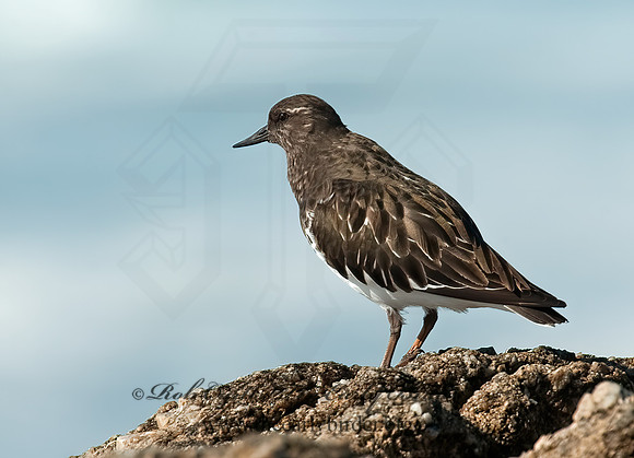 Arenaria melanocephala  BLACK TURNSTONE 8020556z