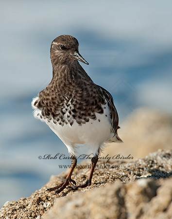 Arenaria melanocephala  BLACK TURNSTONE 8020564z